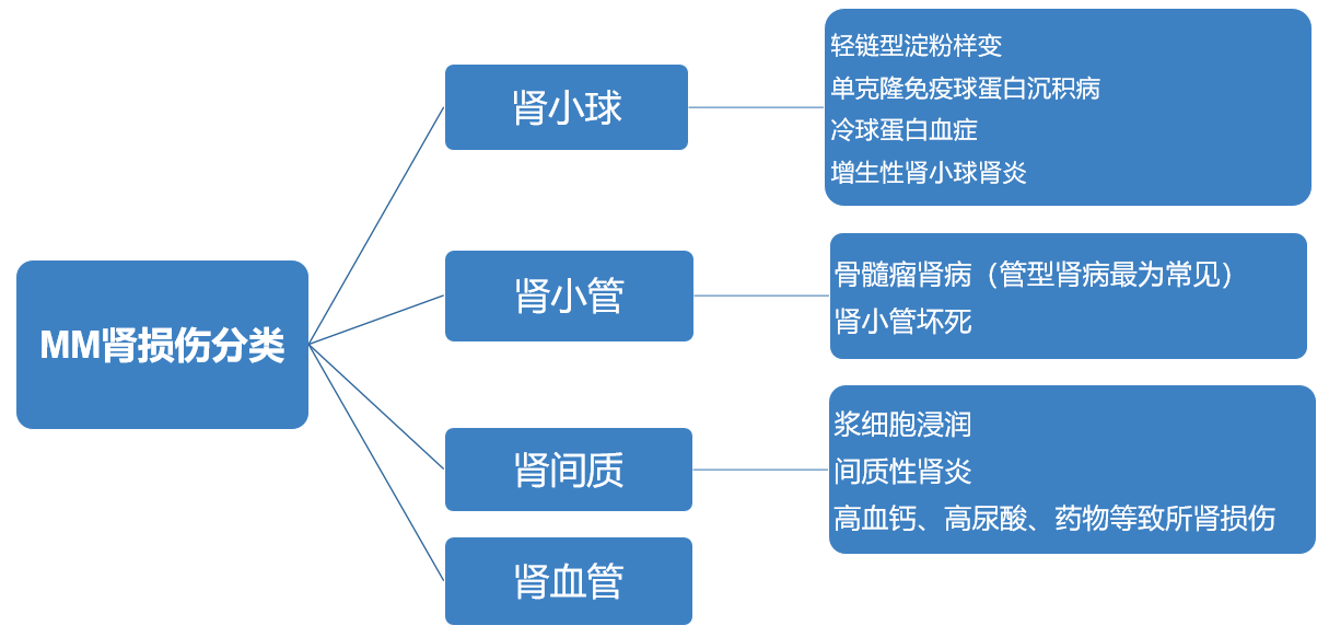 不容忽视的多(duō)发性骨髓瘤肾病