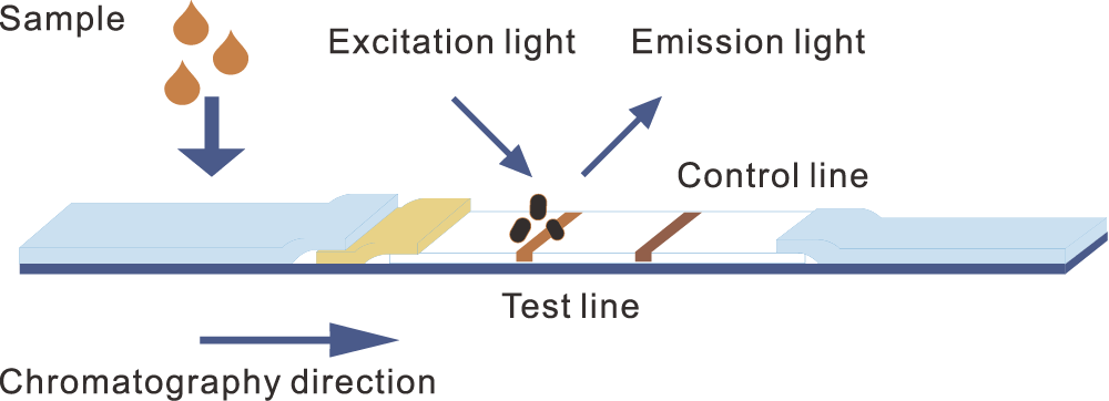 Principle of time-resolved fluorescence immunochromatography-