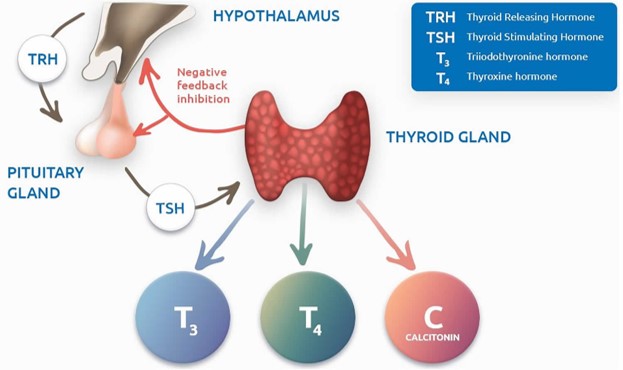 Thyroid gland function