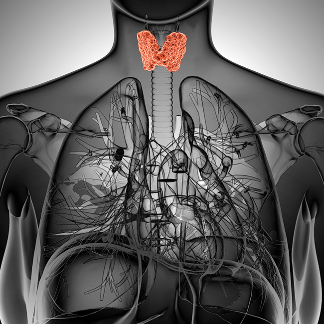 Tireoide